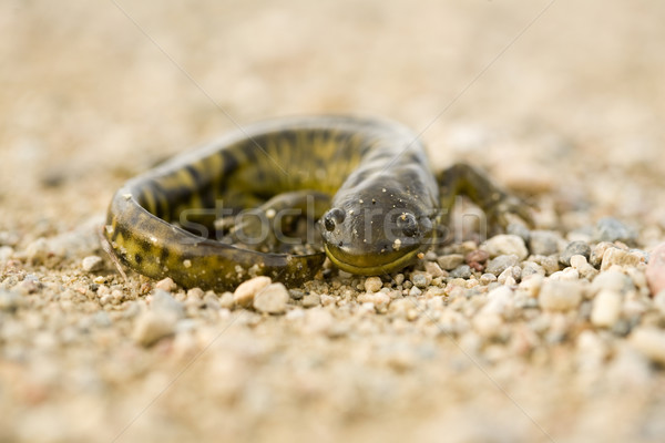Close up Tiger Salamander Stock photo © pictureguy