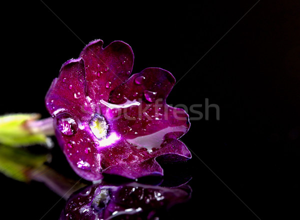 Dimineaţă glorie macro studio floare Imagine de stoc © pictureguy