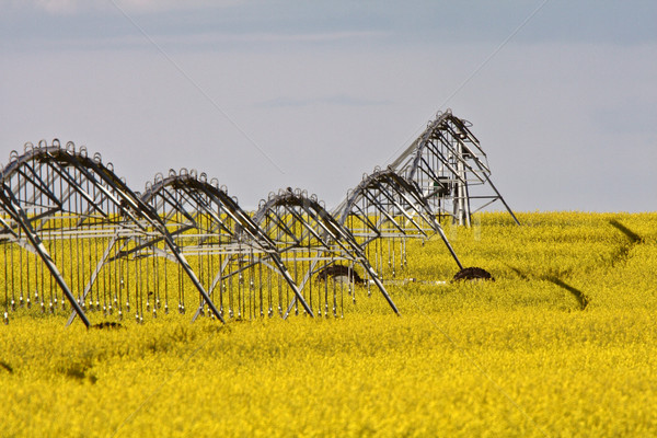 Water spinklers in a canola field Stock photo © pictureguy