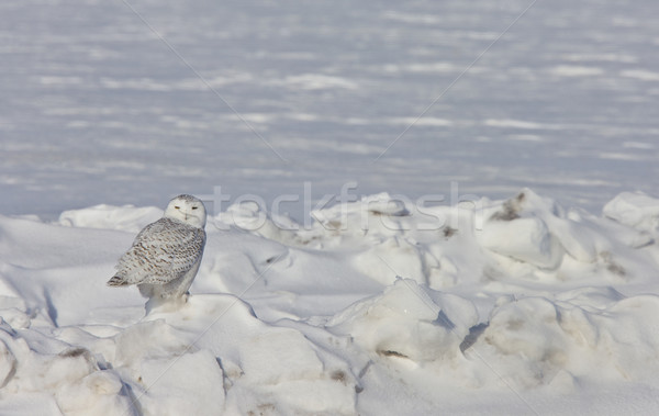 Snowy Owl Stock photo © pictureguy