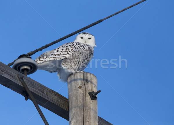 Snowy Owl Stock photo © pictureguy