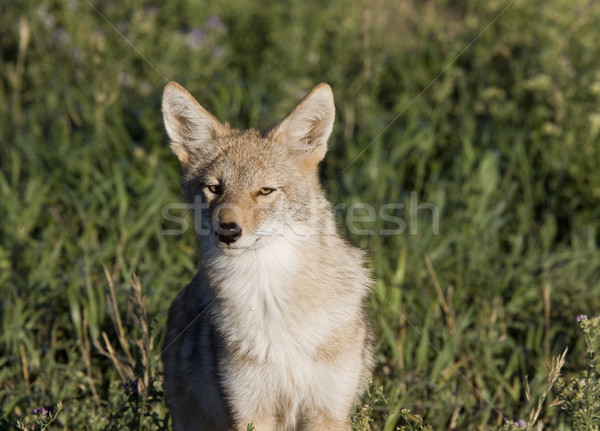 Coyote Saskatchewan Stock photo © pictureguy