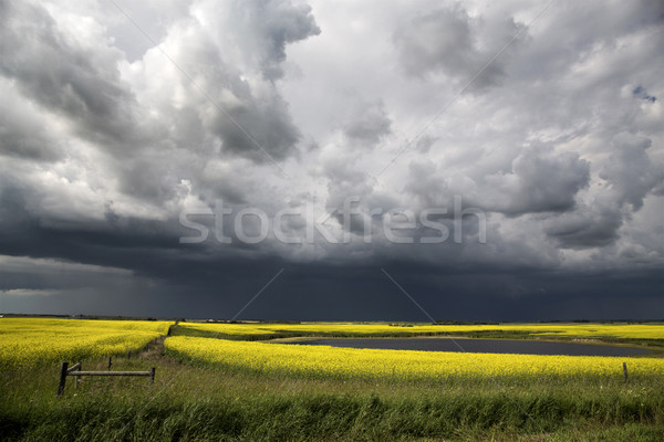 Nuages ​​d'orage saskatchewan prairie scène ciel nature Photo stock © pictureguy