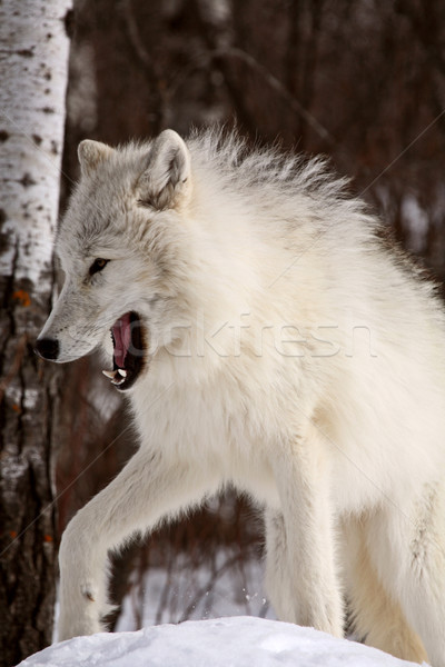Arctic lup iarnă pădure natură digital Imagine de stoc © pictureguy