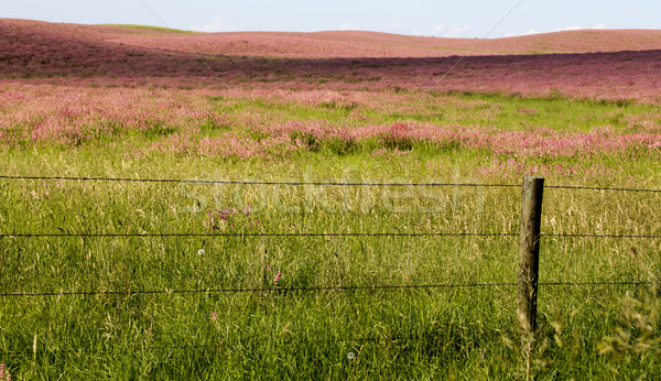 Сток-фото: розовый · цветок · люцерна · Саскачеван · Канада