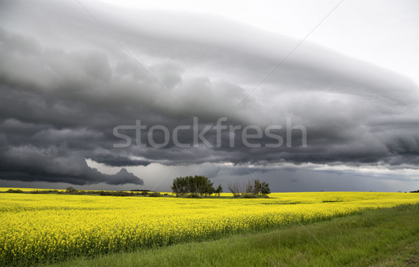 Burzowe chmury saskatchewan półka Chmura ostrzeżenie Zdjęcia stock © pictureguy