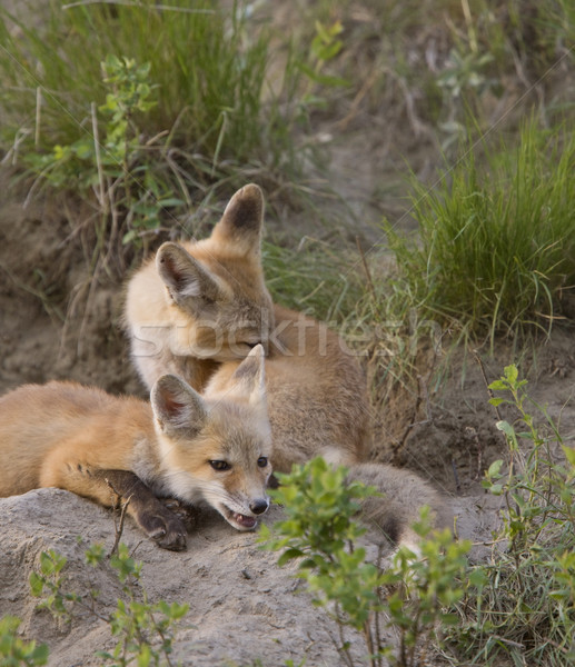 Young Fox Kit Stock photo © pictureguy