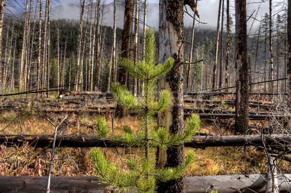 Forest Fire Banff Canada Stock photo © pictureguy