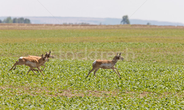 Pronghorn Antelope Running Stock photo © pictureguy