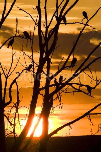 Cormorants in Tree at Sunset Stock photo © pictureguy