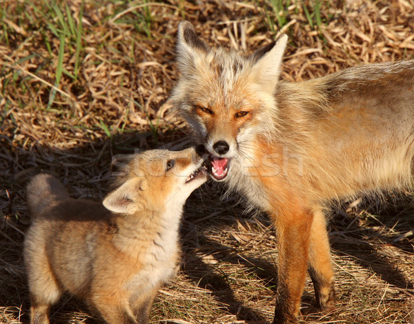 Red Fox vixen with pup on Hecla Island in Manitoba Stock photo © pictureguy