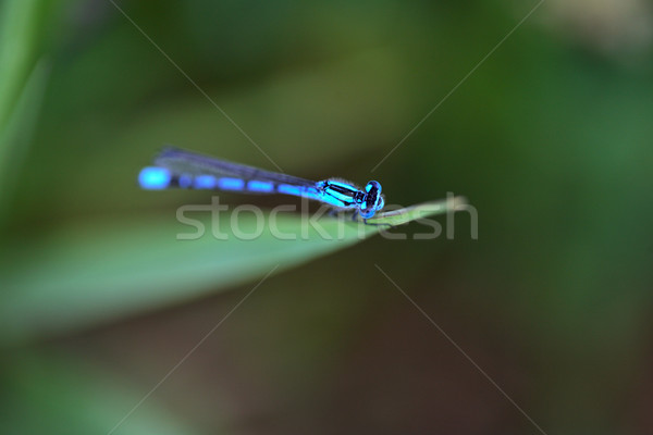 Stock foto: Blau · Libelle · Blatt · szenische · Saskatchewan