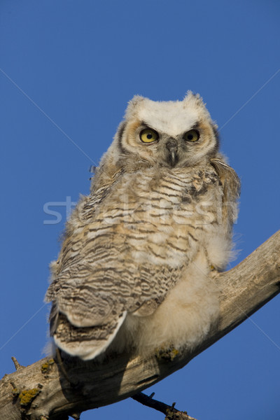 Great Horned Owl Stock photo © pictureguy
