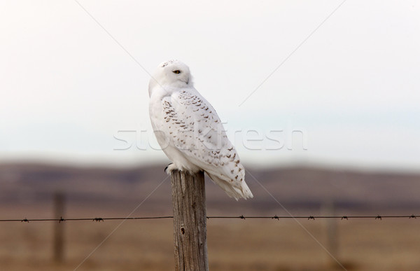 Snowy Owl on Fence Post Stock photo © pictureguy