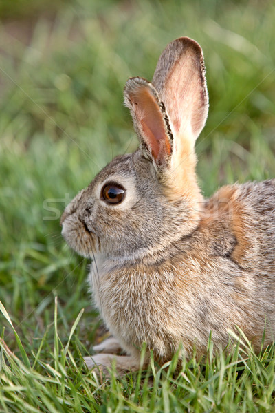 商業照片: 灌木 · 兔 · 兔子 · 薩斯喀徹溫省 · 加拿大 · 草