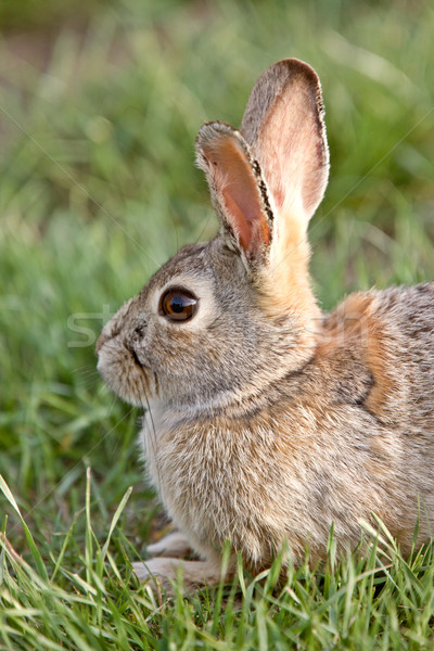 Bush lapin lapin saskatchewan Canada herbe [[stock_photo]] © pictureguy