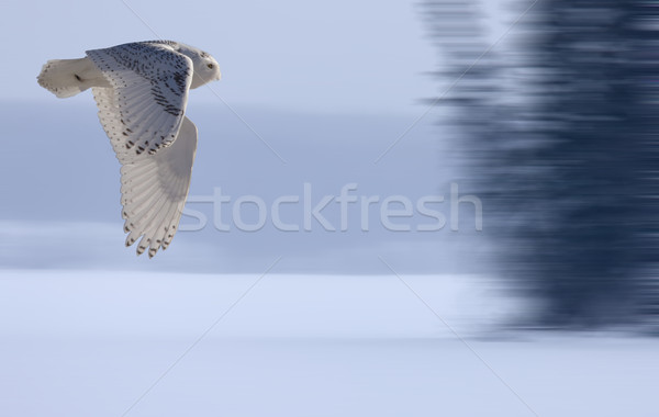 Stock photo: Snowy Owl in Flight