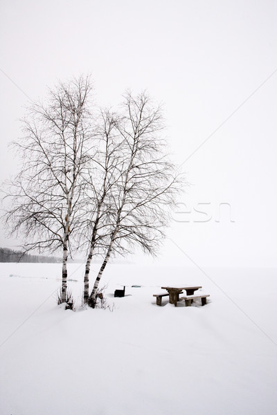 Aspen Trees Canada Stock photo © pictureguy