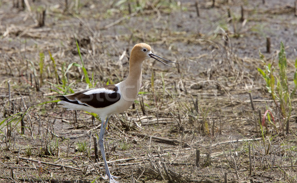 Avocet in Saskatchewan Canada Stock photo © pictureguy