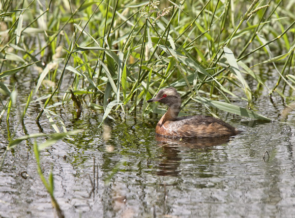 Horned Grebe Stock photo © pictureguy