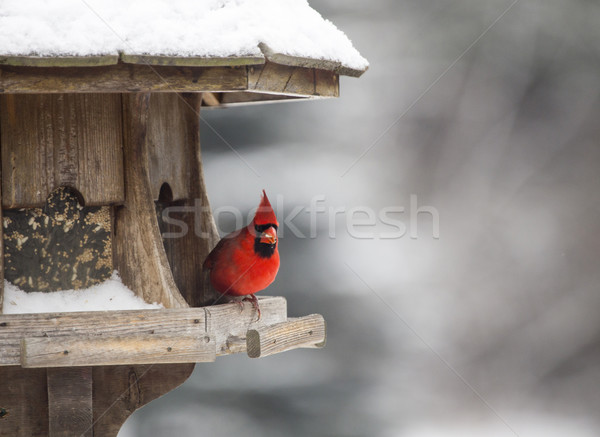 Cardinal at Bird Feeder Stock photo © pictureguy