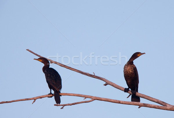 Cormorants in tree Stock photo © pictureguy