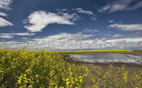Slough pond and crop Stock photo © pictureguy