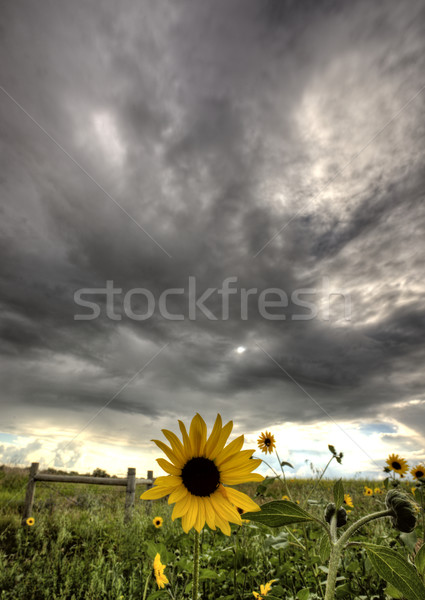 Gewitterwolken Saskatchewan gelb Straßenrand Blumen Himmel Stock foto © pictureguy