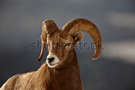 Bighorn Sheep in winter Stock photo © pictureguy