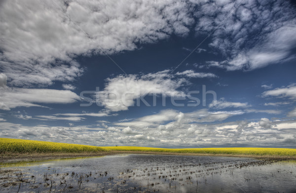 Slough pond and crop Stock photo © pictureguy