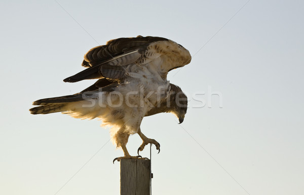 Swainson Hawk on Post Stock photo © pictureguy