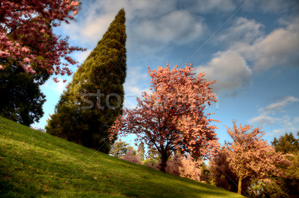 washington park portland Stock photo © pictureguy