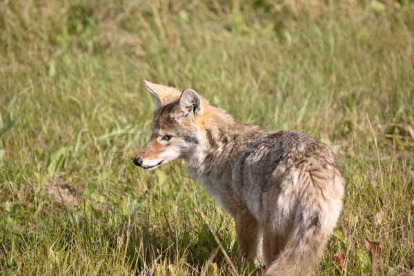 Coyote pup in Alberta Stock photo © pictureguy