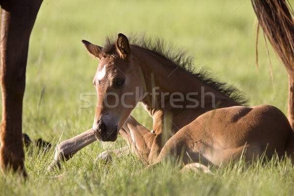 Colt newborn in field Stock photo © pictureguy