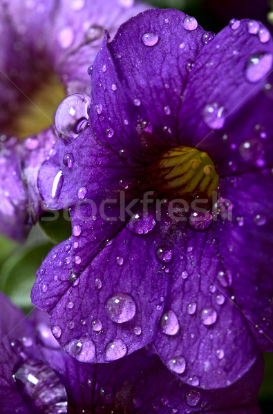 Sabah şan makro stüdyo çiçek Stok fotoğraf © pictureguy