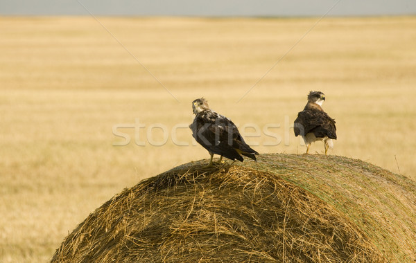 Swainson Hawks on Hay Bale Stock photo © pictureguy