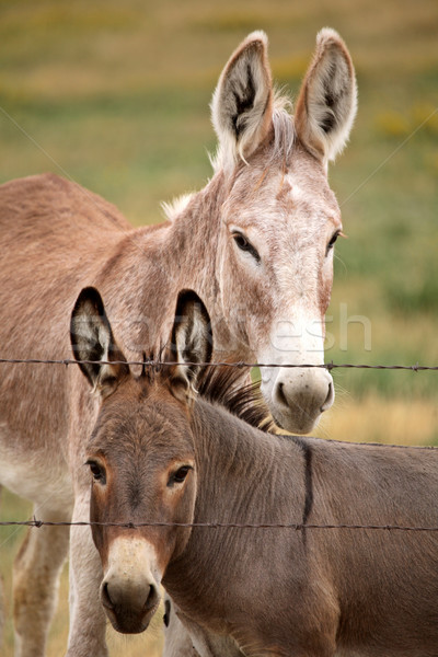 Mother and young donkey in scenic Saskatchewan Stock photo © pictureguy
