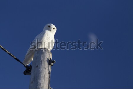 Snowy Owl Stock photo © pictureguy