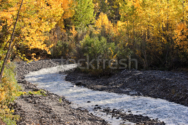 Autumn colored Aspens along British Columbia creek Stock photo © pictureguy