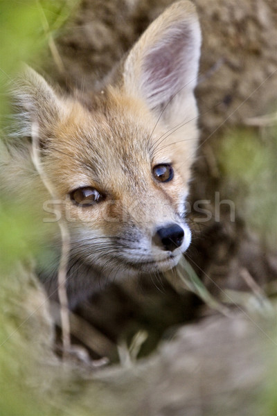 Młodych Fox gry saskatchewan Kanada Zdjęcia stock © pictureguy