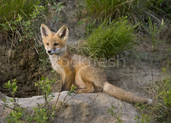 Stock photo: Young Fox Kit