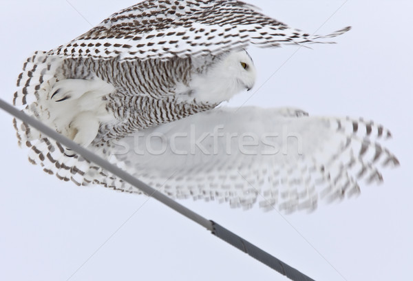 Foto stock: Búho · vuelo · invierno · saskatchewan · Canadá · naturaleza