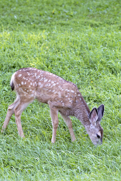 Deer fawn grazing Stock photo © pictureguy