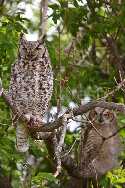 two Great Horned Owl fledglings perched in tree Stock photo © pictureguy