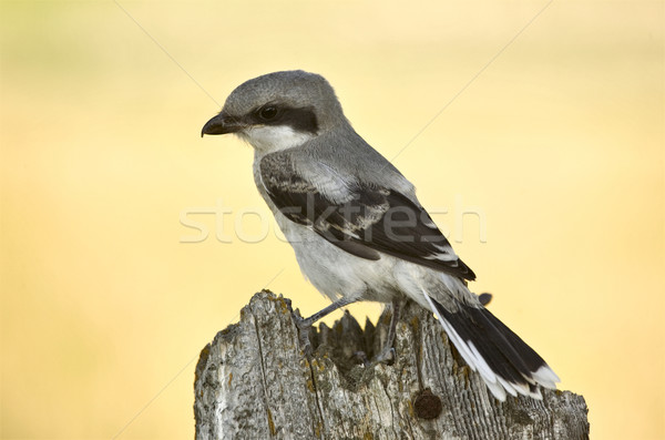 Gray Grey Jay Young Stock photo © pictureguy