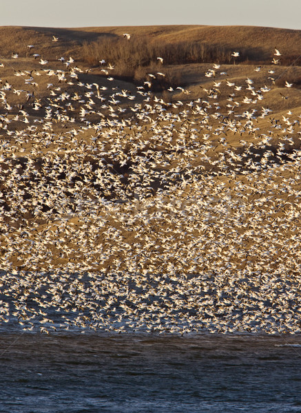 Snow Geese on Lake Canada Stock photo © pictureguy