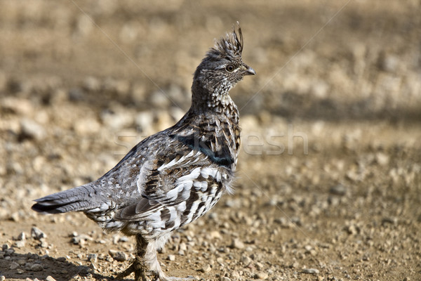 Spruce Grouse Stock photo © pictureguy