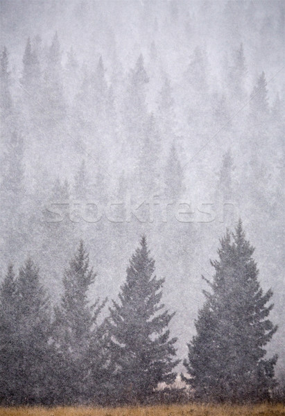 Stock photo: Cypress Hills in Winter