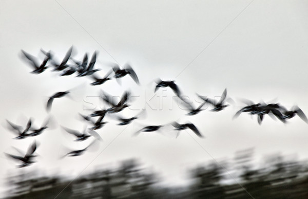Movimento neve oche uccello inverno piuma Foto d'archivio © pictureguy
