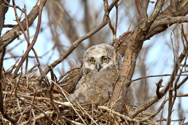 Great Horned Owl owlet in nest  Stock photo © pictureguy